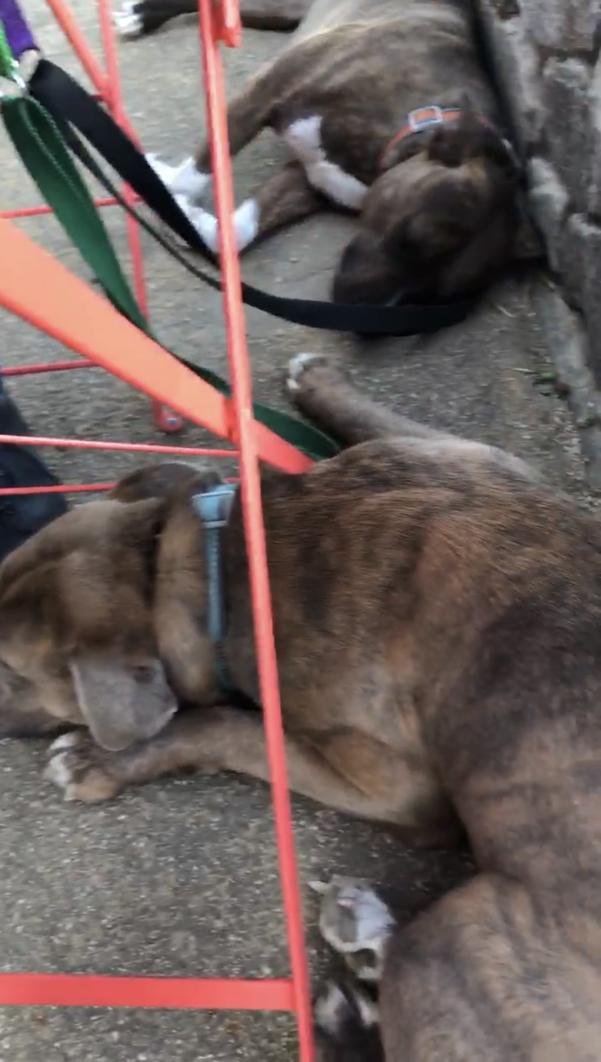 Mac and Sadie relaxing together at a busy outdoor café